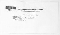 Polioma pallidissima image